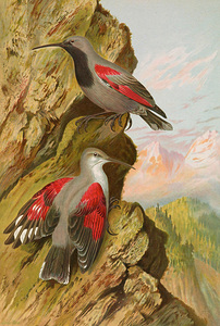 tichodroma muraria aka The Wallcreeper
