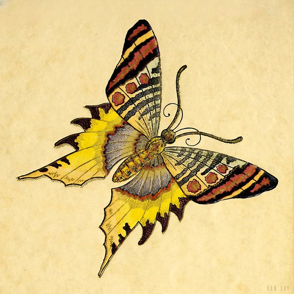 1904 Butterfly Art Print