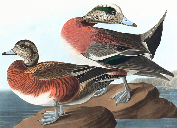 American widgeon duck 1827 Print