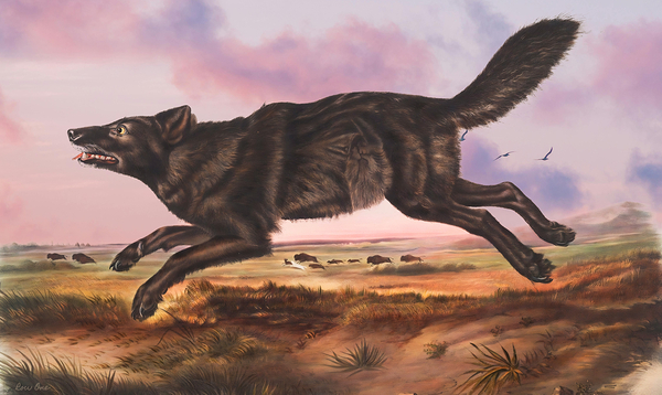 Black American Wolf Print