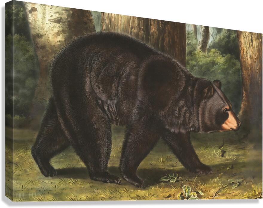 American Black Bear Canvas Print