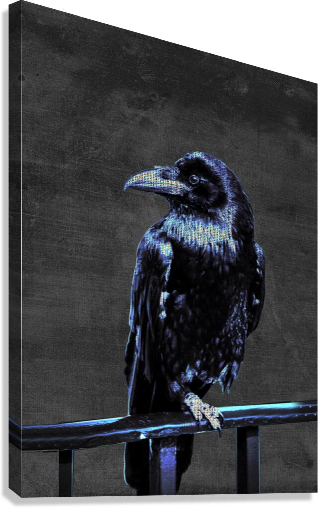 Blue Crow Canvas Print