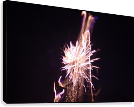 Dandelion Canvas Print