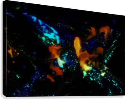 Butterfly 2 Canvas Print