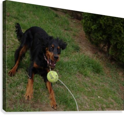 BALL Canvas Print