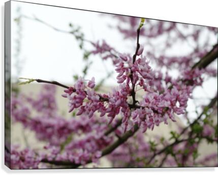 Blooming Canvas Print