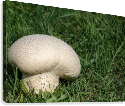 Shroom Canvas Print