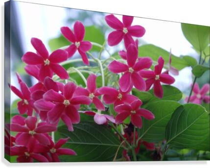 Flower Power Canvas Print