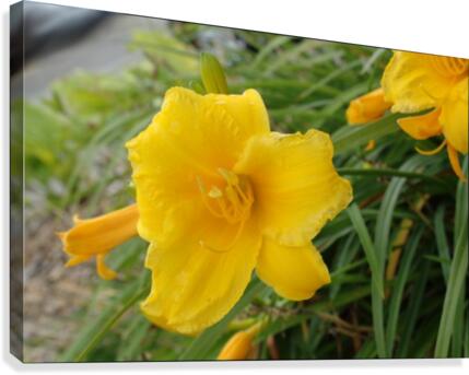 Yellow Lilly Canvas Print