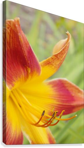 Peach Lilly Canvas Print