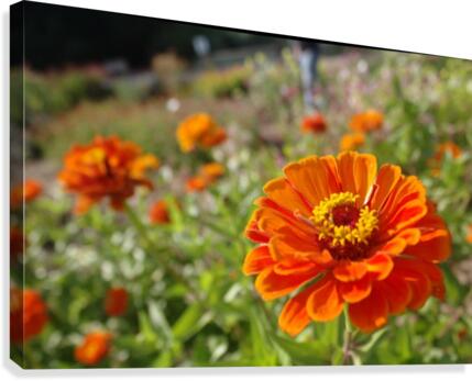 Sunset Canvas Print