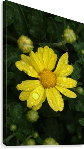 Yellow Dew Canvas Print