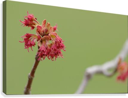 Blooming 2 Canvas Print