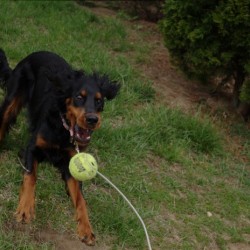BALL