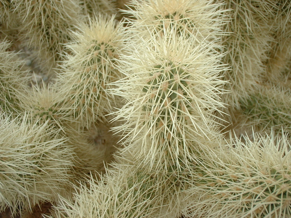 Jumping Cactus Baja DSCF4364 by Juno