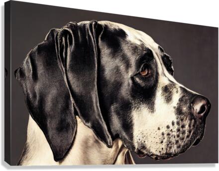 Great Dane Canvas Print