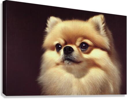 Pomeranian Canvas Print