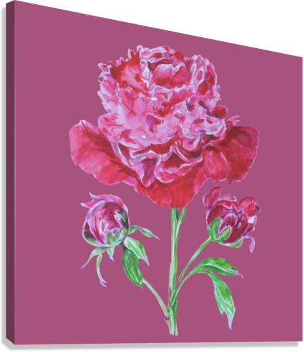 peony3 Canvas Print
