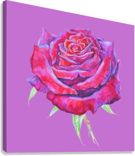 rosa14 Canvas Print