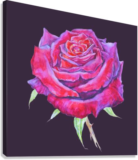 rosa15 Canvas Print