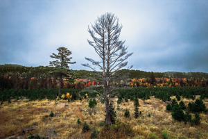 Another Mulligan tree