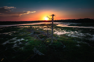 Fledgeling Further Away in the Big Tree 1