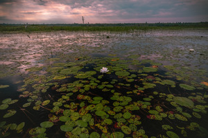 Lily Levasseur 1 of 1