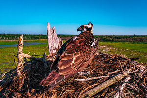 Over SHoulder Fledge 2