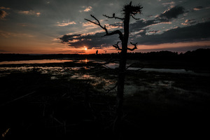 Sunset Fledges 0663