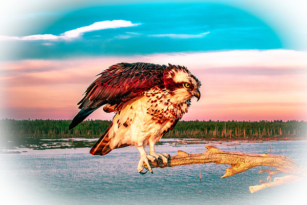 Care a Lot Osprey Print