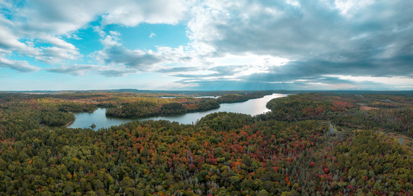 Chartreuse Forest on Deer Lake by Hunter Wade