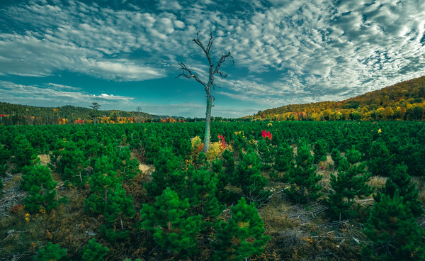 Mulligan Tree Print
