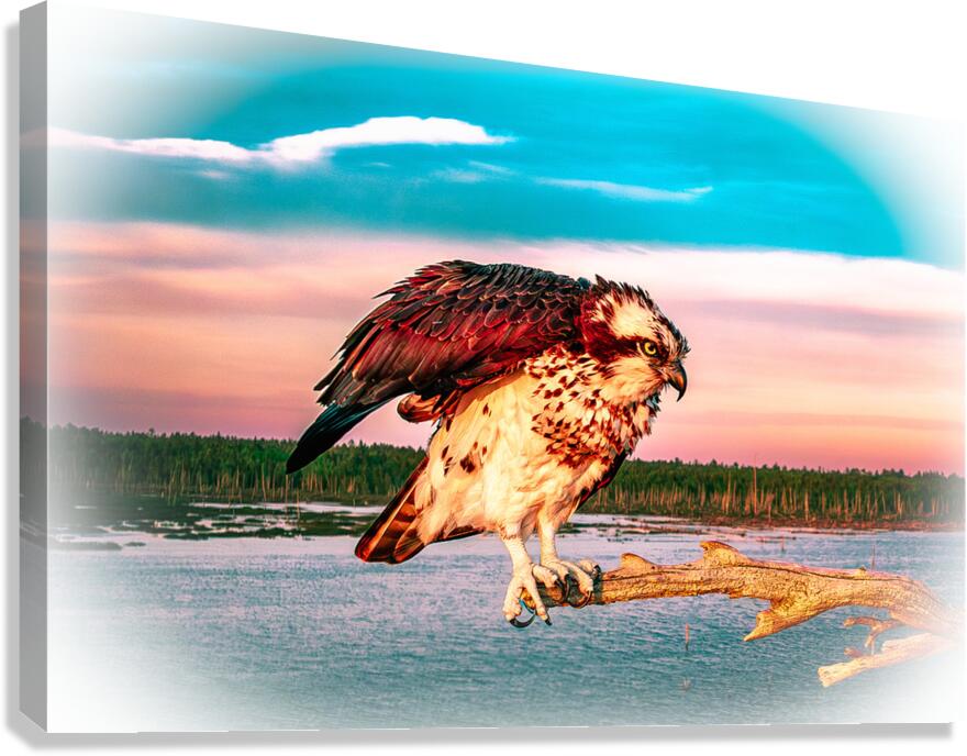Care a Lot Osprey Canvas Print