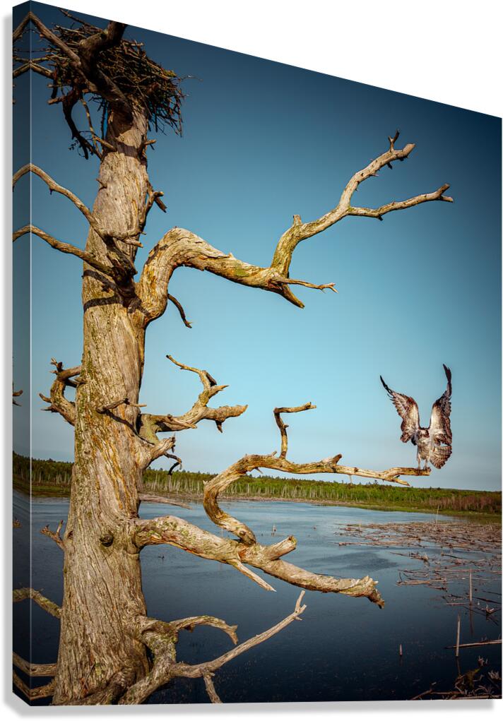 Pops Wings Canvas Print