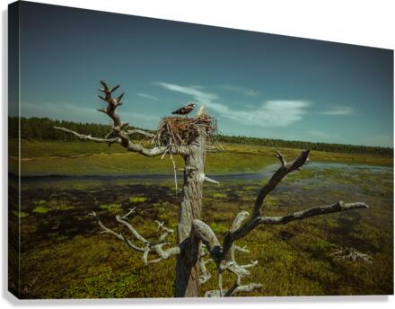 wheres lunch Canvas Print