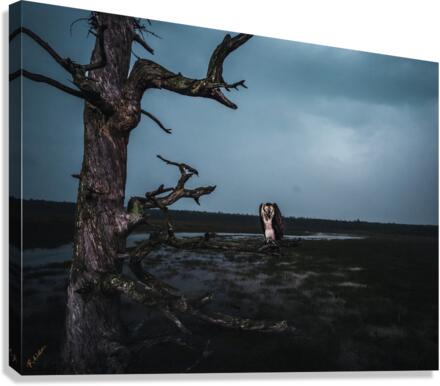 Sad Bird Revised Canvas Print