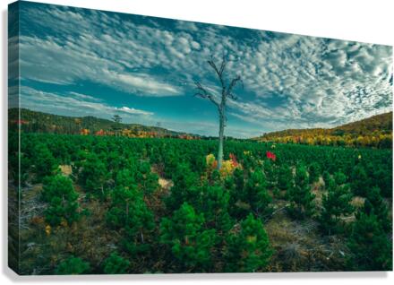 Mulligan Tree Canvas Print