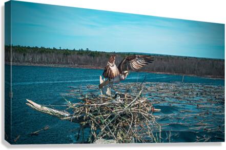 branch bringer Canvas Print