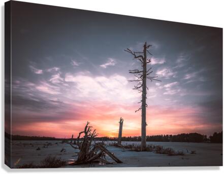 no bird tree Canvas Print