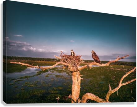 clean bird 0501 Canvas Print