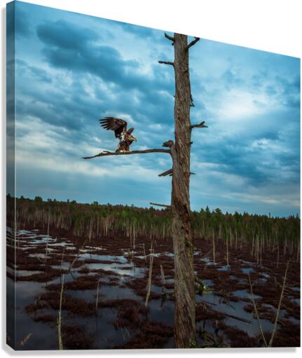 JUvy eagl Canvas Print