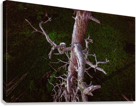 Down on Bird Tree Canvas Print