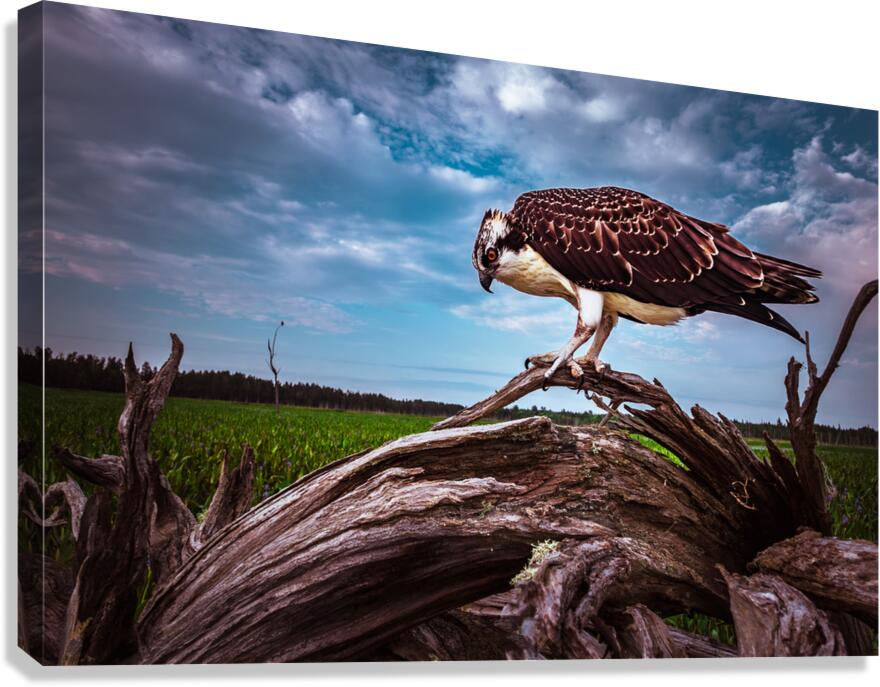 Drift Bird Canvas Print