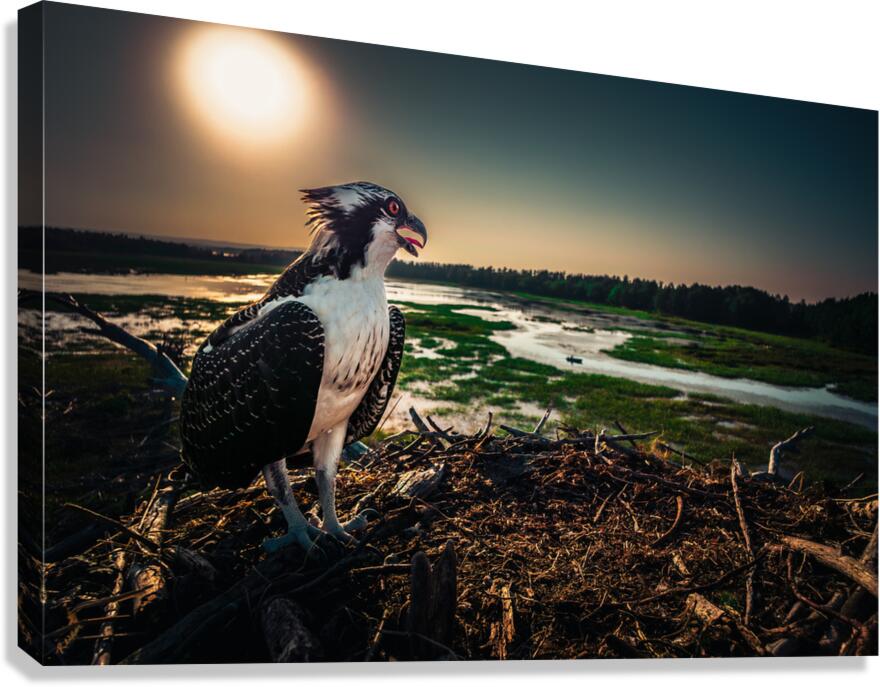 Osprey Hunted 2 Canvas Print