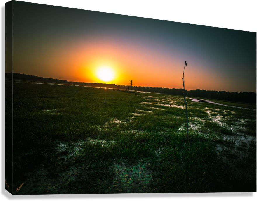 Oberon Pops Canvas Print