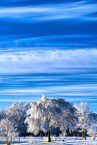 Winter Frost