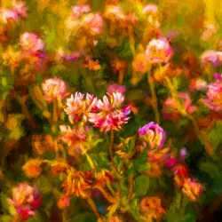 Saskatchewan Clover20