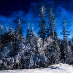 Saskatchewan Forest 12