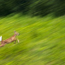 White tail fawn