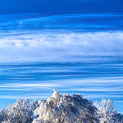 Winter Frost
